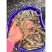 新鮮白蝦30,50-60,70-90,90-120隻一斤只要130元 數量很少 快來下單我們的蝦子是自己養活體冷凍