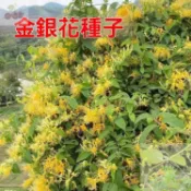 【金銀花種子】紅色金銀花種子 多年生忍冬花種子 中藥材種子可食用泡茶 忍冬寒氣芳香易種 陽臺庭院 盆栽 金銀花種子