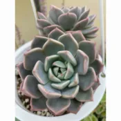 ｛現摘無根葉片｝多肉植物 石蓮花葉 1片1元 *使用隔日到貨加贈“蘿藦“