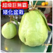 超級巨無霸芭樂苗🟡矮化-嫁接盆栽🟡全年生不停 南北可盆栽產果 芭樂 芭樂苗 樹苗 果苗 矮化果樹 矮生盆栽 水果苗 水果