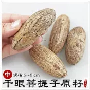 【摩邦比】千眼菩提子原籽(中6~8cm) 菩提樹果實觀音眼千手觀音菩提子樹菩提吊飾鱷魚果同心果佛眼吊飾禮贈品PT-3