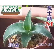 M武士類 小武士 大武士錦 對生 夕映武士 另有M3玫瑰武士 藍葉 厚葉 1~3吋盆虎尾蘭單株裸根中小苗 台中 立力花園