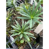 🌵觀葉植物、居家植栽🌵【 石化狂龍羅漢松 】3吋黑軟盆
