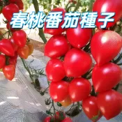 【春桃番茄種子】 桃太郎型 水果小番茄 家庭盆栽 陽台種植 易種高產 甜度高 可生食 沙拉 居家園藝  新手易種植
