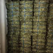 【芳香牧草】優質提摩西一割 百慕達 苜蓿 燕麥草 10公斤15公斤牧草兔子龍貓豚鼠荷蘭豬牛羊馬適用