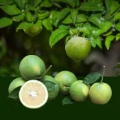 【賞菓優鮮】台南正老欉古早味雞蛋柳丁精美禮盒2箱(55-75粒/10斤X2箱)(金秋寒露限定_產地鮮採直送)