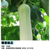 糯香絲瓜種子 白絲瓜 米苔目絲瓜 澎湖絲瓜 稜角絲瓜種子 10棱粗纖維少 麻葉早生 瓜肉軟Q 陽台可種 家庭菜園