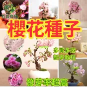 櫻花種子 日本櫻花 八重櫻 吉野櫻 富士櫻 櫻花苗 櫻花樹苗 櫻花盆栽 庭院樹木 觀賞花木 四季植物 開花植物 日式庭院