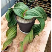 Findx找肉 奇想天外 千歲蘭 百歲蘭 Welwitschia mirabilis