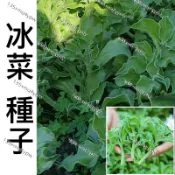 現貨 【水晶冰菜種子】（500粒）四季種植 一次種植 多次采摘  冰冰爽爽入口即化 四季蘇菜種子 高鈣蔬菜種子