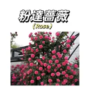 嘉義現貨（粉達薔薇花種子MG-34）Rose薔薇種子 粉紅係大花爬藤玫瑰種子庭院陽台灑下就能活懶人觀賞花卉花海種子