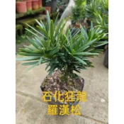 ★綠霖園藝★石化狂龍羅漢松 3寸盆 觀賞植物/水果樹苗/新興果樹/果苗/嫁接/植物/盆栽