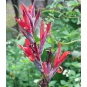 蓮蕉花(蓮嬌花)種子 ~ 紅色、黃色