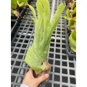 出清/女王鹿角蕨2.5寸/爆根有葉傷