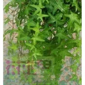 花花世界-藤蔓植物**常春藤(不分品種)**5-6吋吊盆/高10-15cm/自然界淨化空氣的幫手/MA