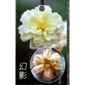 玫森 茶花 九轉螺絲茶花 幻影茶花 烽光茶花  久留米乙女 黃彩 奇作 茶花 粉蕾絲 5吋盆 觀花植物