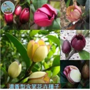 【🌸古典香韻】含笑花種子 樂昌含笑/深山含笑/紅花含笑 濃香型樹木 庭院香花樹 多年生觀賞  觀賞花卉種子