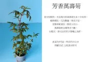 心栽花坊-芳香萬壽菊/萬壽菊/3吋/香料香草植物/售價50特價40