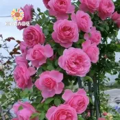 青禾園藝-粉達薔薇花種子（MG-34）Rose粉紅係大花爬藤玫瑰種子庭院陽台灑下就能活懶人觀賞花卉花海種子#自留種