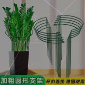 💥臺灣有貨💥免運💥花支撐架金錢樹植物花支架支撐杆花架花卉龜背竹防倒伏虎皮蘭護花💥可開票💥