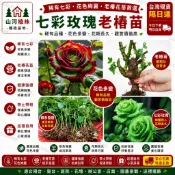 台灣現貨 🌹【13款玫瑰花苗】🌹 稀有玫瑰花苗 玫瑰花苗 玫瑰花種苗 老樁盆栽玫瑰四季開花室內外陽台盆栽陽光 基地直發