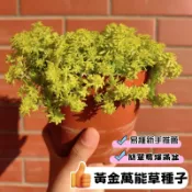 ✔💥現貨【黃金萬年草】爆款黃金萬年 萬年雪花草 多肉草 多肉盆栽 萬年草種子 種植簡單 綠植 四季播種 繁殖強 爆滿盆