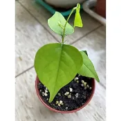 玩種子［印度紫檀種子］5片20元，今年（2024年）新鮮種子.種子手作.擺飾.彩繪