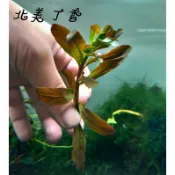 柘造景藝術-北美丁香-株