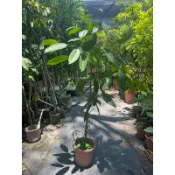霏霏園藝馬來西亞香波果苗，連屁都是香的香波果批2600元高度150-180公分以上