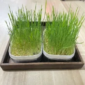 【茗源茶坊】貓草種子 貓草水培盒 貓草 貓草合 貓薄荷 大麥 小麥