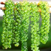 （全場免運，🔥零食亂亂囤🔥熱銷 強推）鹽漬海葡萄100g海帶絲新鮮即食海藻菜 小零食裙帶菜 壽司綠色菜