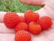 ╭＊田尾玫瑰園＊╯水果苗-(覆盆子)-細絲纖維的果粒組合在一起.味道酸酸甜甜