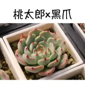 ❁採花❁ 桃太郎x黑爪-多肉植物/療癒盆栽/園藝