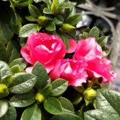 ♥花園植物工坊♥季節花卉♥玫瑰杜鵑(重瓣粉花)♥3吋♥