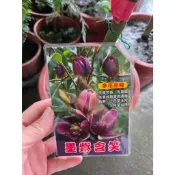 『墨紫含笑』嫁接植株，花色特別，含笑耐蔭，可種在半日環境／7吋盆