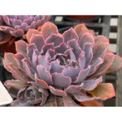 【多肉好好買】三寸盆 晚霞之舞 多肉植物 現貨