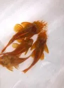 【彩蝦屋】藍眼大帆鬍子 藍眼鬍子 異型魚 對魚 6-8公分