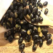 青仁黑豆 薄鹽調味 熟豆 300g