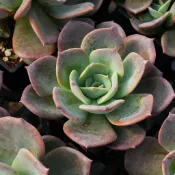 ❁採花❁ 夢露x黑王子-多肉植物/療癒盆栽/園藝
