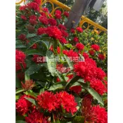 ☆萬花叢★灌木植物【大王仙丹花】★5/6吋盆★高約15-40cm☆
