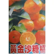 雲秀水果苗-黃金砂糖橘8吋移植袋嫁接苗