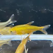 宗信水族_燈科魚系列_迷你燈 日光燈  紅鼻剪刀 鑽石燈 藍眼燈 阿魯珍珠燕子 黑燈 紅燈管 金三角燈 三間小丑燈