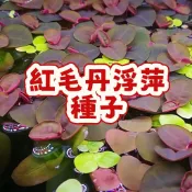 熱銷-（紅毛丹浮萍種子）水草 當季新籽 發芽率高 池塘魚缸造景 養殖凈化水質水培種子 懶人易種植 觀賞性強 #超優惠