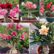 ⛅️⛅️【沙漠玫瑰種子】迪拜進口 重辦沙漠多色玫瑰 養不死 沙漠玫瑰 種子 四季開花好養活 室內多色陽臺錄植