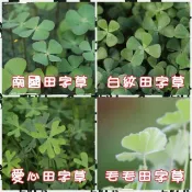 【水畝田】 南國田字草、白紋田字草、愛心田字草、毛毛田字草 (水生蕨類、水生植物、水草、DIY 山野草 盆栽素材)