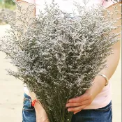 #卡斯比亞乾燥花原色#單支長度40cm#