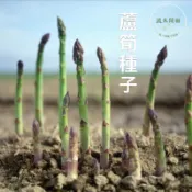 🔥台灣發貨🔥【蘆筍種子】可食用 家用陽台盆栽 庭院地栽 多年生蔬菜 綠色有機 自己種 長期采收 體驗種植樂趣 好種易活