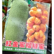 東園種苗行 紅金蜜榴槤蜜 嫁接苗