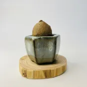花盆王 知雨若泥 植物款 迷你山烏龜組合 多肉植物松柏小品盆栽容器陶器 •迷你樹植栽•園藝盆景•台灣現貨 辦公室小廢物