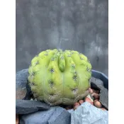 《一植入魂》世界之圖錦 仙人掌
